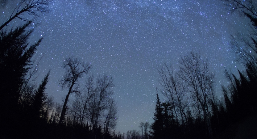 The stars of the sky are framed by the silhouettes of trees. 